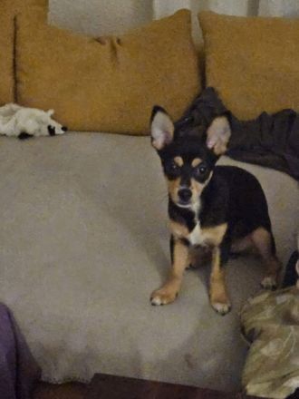 Verkaufe unseren letzten aus einem wurf