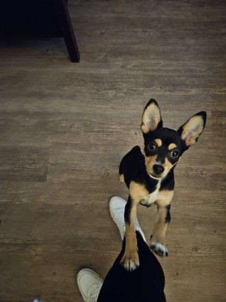 Verkaufe unseren letzten aus einem wurf