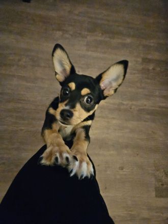 Verkaufe unseren letzten aus einem wurf