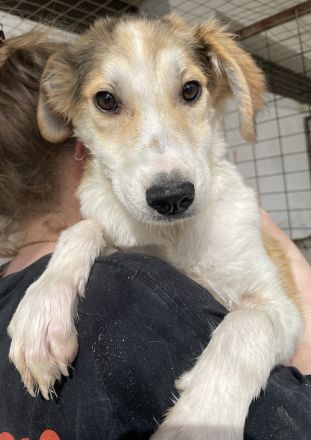 Fichte, geb. ca. 07/2023, lebt in GRIECHENLAND, im städt. Tierheim Serres