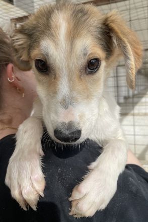 Fichte, geb. ca. 07/2023, lebt in GRIECHENLAND, im städt. Tierheim Serres