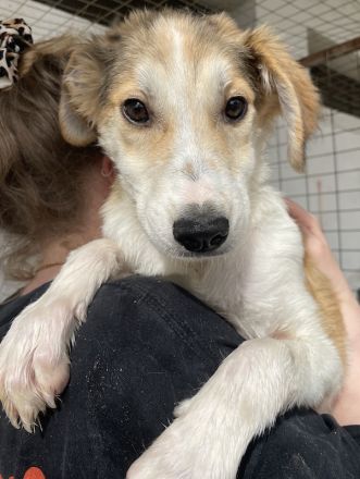 Fichte, geb. ca. 07/2023, lebt in GRIECHENLAND, im städt. Tierheim Serres