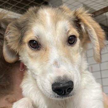 Fichte, geb. ca. 07/2023, lebt in GRIECHENLAND, im städt. Tierheim Serres