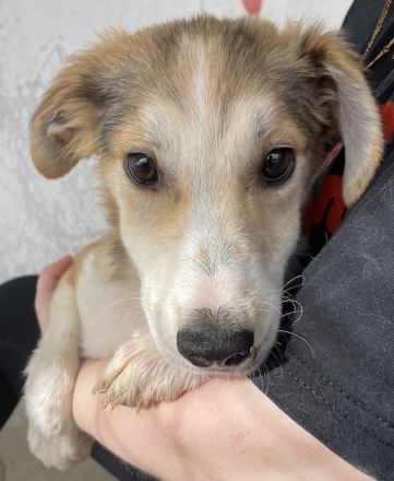 Fichte, geb. ca. 07/2023, lebt in GRIECHENLAND, im städt. Tierheim Serres