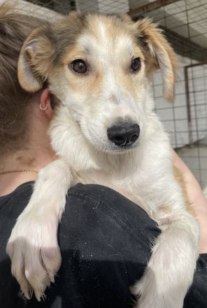 Fichte, geb. ca. 07/2023, lebt in GRIECHENLAND, im städt. Tierheim Serres