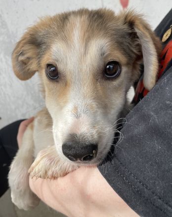 Fichte, geb. ca. 07/2023, lebt in GRIECHENLAND, im städt. Tierheim Serres