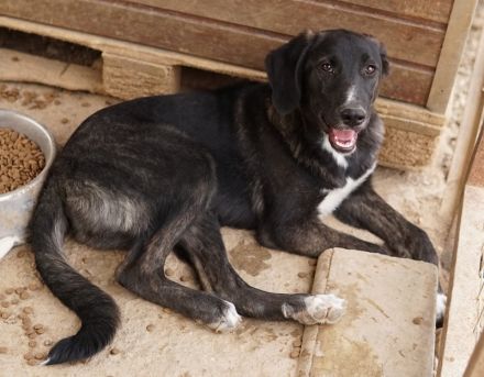 Freyja, geb. ca. 05/2023, lebt in GRIECHENLAND, auf einer privaten Pflegestelle