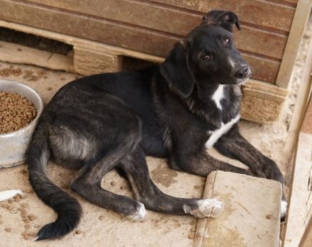 Freyja, geb. ca. 05/2023, lebt in GRIECHENLAND, auf einer privaten Pflegestelle