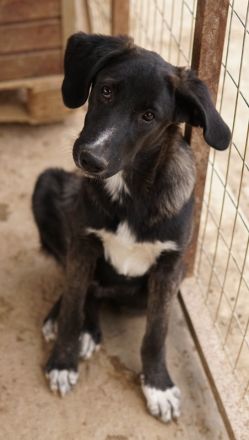 Freyja, geb. ca. 05/2023, lebt in GRIECHENLAND, auf einer privaten Pflegestelle