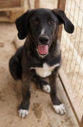 Freyja, geb. ca. 05/2023, lebt in GRIECHENLAND, auf einer privaten Pflegestelle