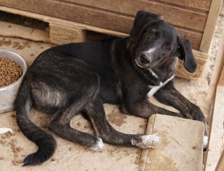 Freyja, geb. ca. 05/2023, lebt in GRIECHENLAND, auf einer privaten Pflegestelle