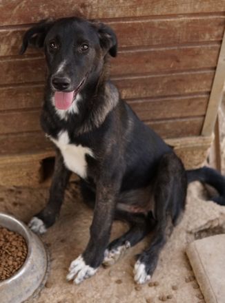 Freyja, geb. ca. 05/2023, lebt in GRIECHENLAND, auf einer privaten Pflegestelle