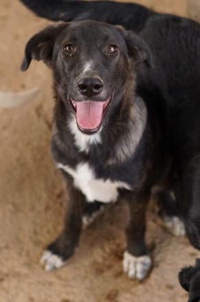 Freyja, geb. ca. 05/2023, lebt in GRIECHENLAND, auf einer privaten Pflegestelle