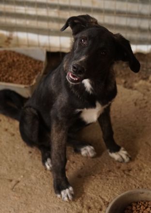 Freyja, geb. ca. 05/2023, lebt in GRIECHENLAND, auf einer privaten Pflegestelle