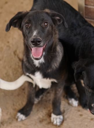 Freyja, geb. ca. 05/2023, lebt in GRIECHENLAND, auf einer privaten Pflegestelle