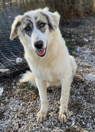 Gerda, geb. ca. 02/2023, lebt in GRIECHENLAND, im städt. Tierheim Serres