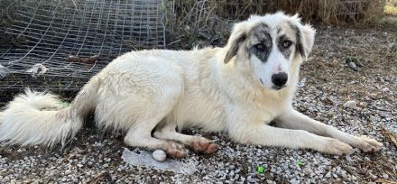 Gerda, geb. ca. 02/2023, lebt in GRIECHENLAND, im städt. Tierheim Serres