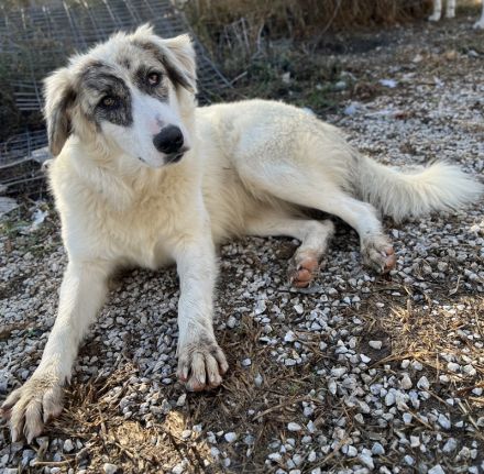 Gerda, geb. ca. 02/2023, lebt in GRIECHENLAND, im städt. Tierheim Serres