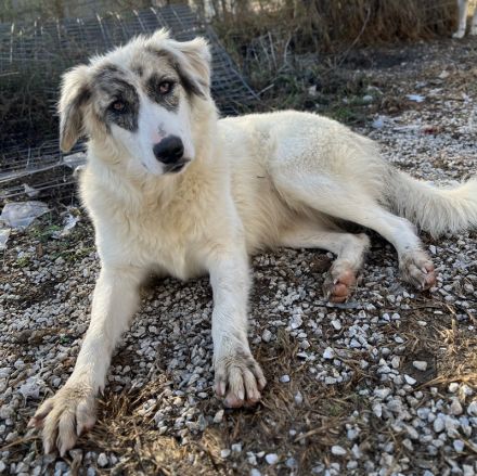 Gerda, geb. ca. 02/2023, lebt in GRIECHENLAND, im städt. Tierheim Serres