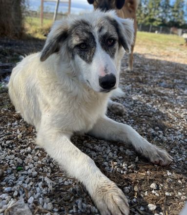Gerda, geb. ca. 02/2023, lebt in GRIECHENLAND, im städt. Tierheim Serres