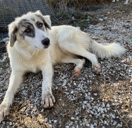 Gerda, geb. ca. 02/2023, lebt in GRIECHENLAND, im städt. Tierheim Serres