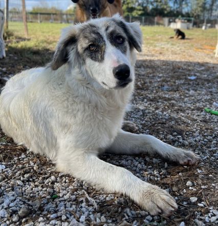 Gerda, geb. ca. 02/2023, lebt in GRIECHENLAND, im städt. Tierheim Serres