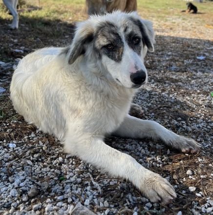 Gerda, geb. ca. 02/2023, lebt in GRIECHENLAND, im städt. Tierheim Serres