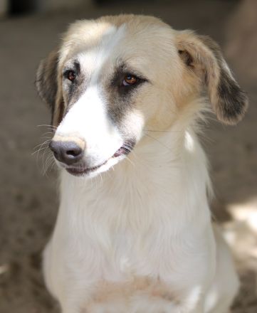 Gretchen, geb. ca. 03/2023, lebt in GRIECHENLAND, im städt. Tierheim Serres