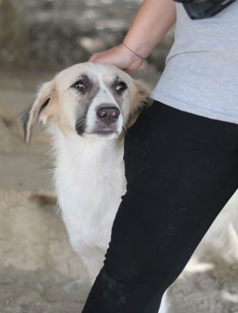 Gretchen, geb. ca. 03/2023, lebt in GRIECHENLAND, im städt. Tierheim Serres