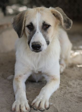 Gretchen, geb. ca. 03/2023, lebt in GRIECHENLAND, im städt. Tierheim Serres