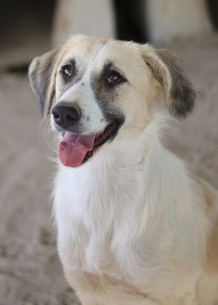 Gretchen, geb. ca. 03/2023, lebt in GRIECHENLAND, im städt. Tierheim Serres