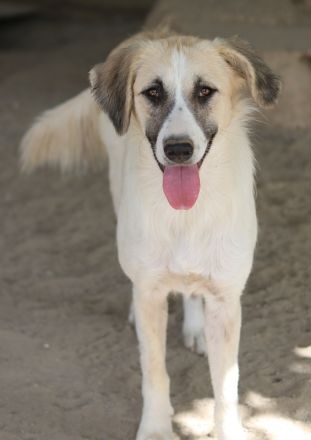 Gretchen, geb. ca. 03/2023, lebt in GRIECHENLAND, im städt. Tierheim Serres