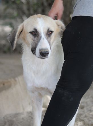 Gretchen, geb. ca. 03/2023, lebt in GRIECHENLAND, im städt. Tierheim Serres