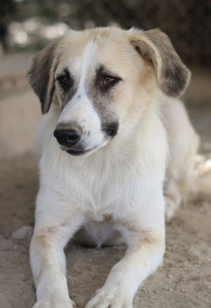 Gretchen, geb. ca. 03/2023, lebt in GRIECHENLAND, im städt. Tierheim Serres