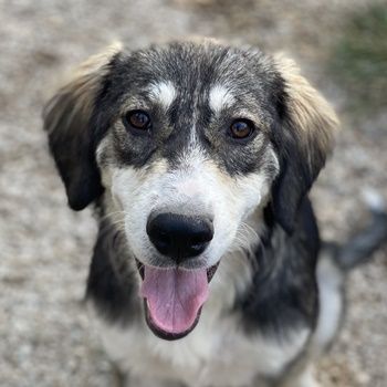 Halli, geb. ca. 03/2023, lebt in GRIECHENLAND, im städt. Tierheim Serres
