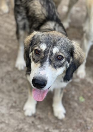 Halli, geb. ca. 03/2023, lebt in GRIECHENLAND, im städt. Tierheim Serres