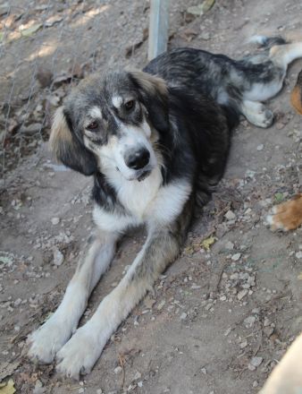 Halli, geb. ca. 03/2023, lebt in GRIECHENLAND, im städt. Tierheim Serres