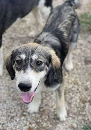 Halli, geb. ca. 03/2023, lebt in GRIECHENLAND, im städt. Tierheim Serres