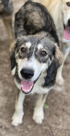 Halli, geb. ca. 03/2023, lebt in GRIECHENLAND, im städt. Tierheim Serres