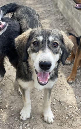 Halli, geb. ca. 03/2023, lebt in GRIECHENLAND, im städt. Tierheim Serres