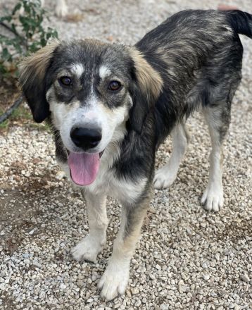 Halli, geb. ca. 03/2023, lebt in GRIECHENLAND, im städt. Tierheim Serres