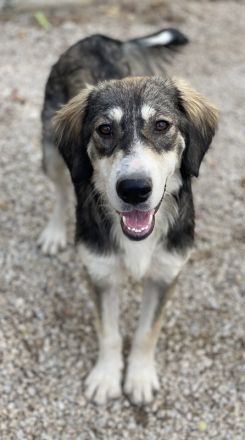 Halli, geb. ca. 03/2023, lebt in GRIECHENLAND, im städt. Tierheim Serres