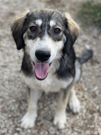 Halli, geb. ca. 03/2023, lebt in GRIECHENLAND, im städt. Tierheim Serres