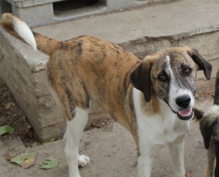 Indira, geb. ca. 01/2023, lebt in GRIECHENLAND, im städt. Tierheim Serres