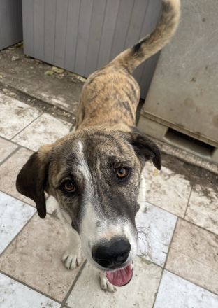 Indira, geb. ca. 01/2023, lebt in GRIECHENLAND, im städt. Tierheim Serres