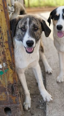 Indira, geb. ca. 01/2023, lebt in GRIECHENLAND, im städt. Tierheim Serres