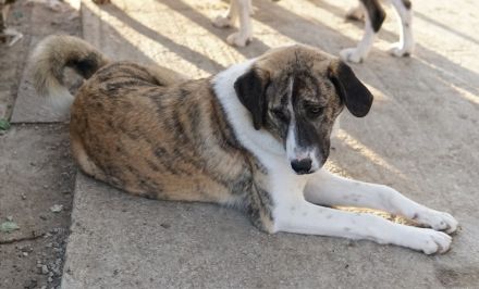 Indira, geb. ca. 01/2023, lebt in GRIECHENLAND, im städt. Tierheim Serres