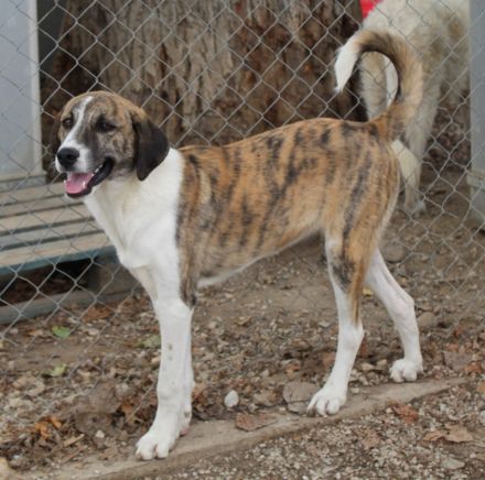 Indira, geb. ca. 01/2023, lebt in GRIECHENLAND, im städt. Tierheim Serres