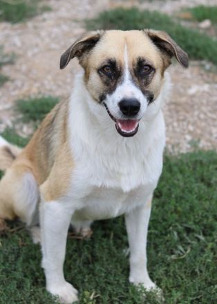 Jeanie, geb. ca. 05/2023, lebt in GRIECHENLAND, im städt. Tierheim Serres