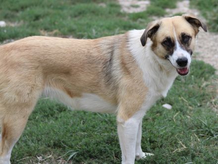 Jeanie, geb. ca. 05/2023, lebt in GRIECHENLAND, im städt. Tierheim Serres